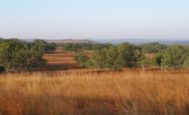 Field of robust little bluestem in the Texas Hill County
