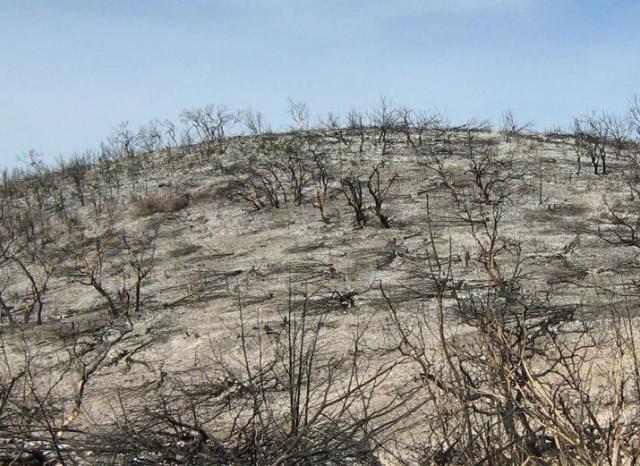 Oasis Pipeline Wildfire - What the Experts Recommend