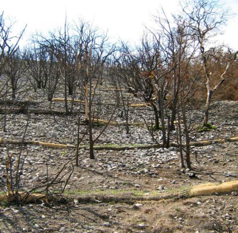 Government Officials Take a New Approach on Oasis Fire