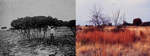 Sonora Experiment Station 1940 v 1993: 53 years to recover